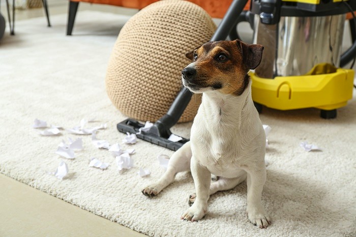 Triki za čiščenje za vašimi hišnimi ljubljenčki